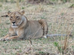 Bologonja_Seronera2009-34